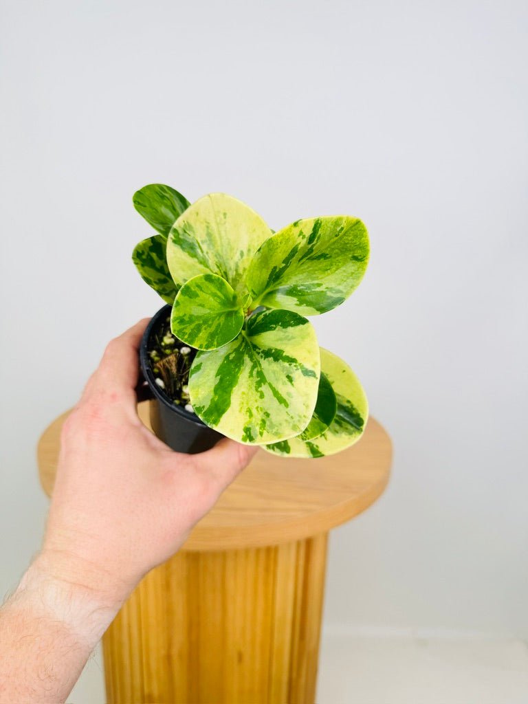 Peperomia Obtusifolia Variegated | Uprooted