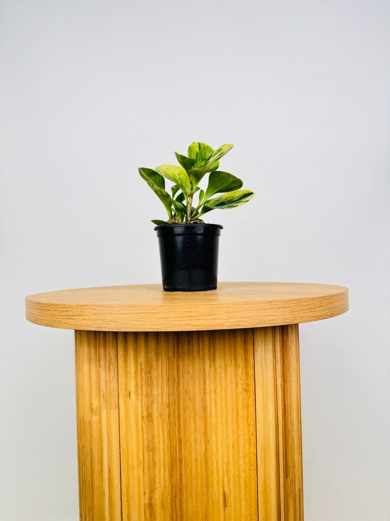 Peperomia Obtusifolia Variegated | Uprooted