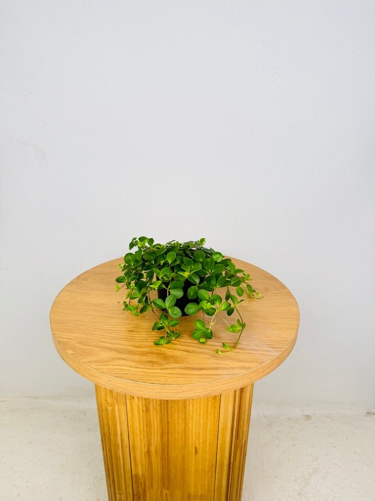 Peperomia Trifolia | Uprooted