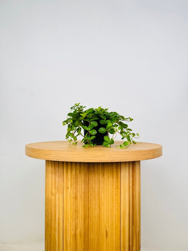 Peperomia Trifolia | Uprooted