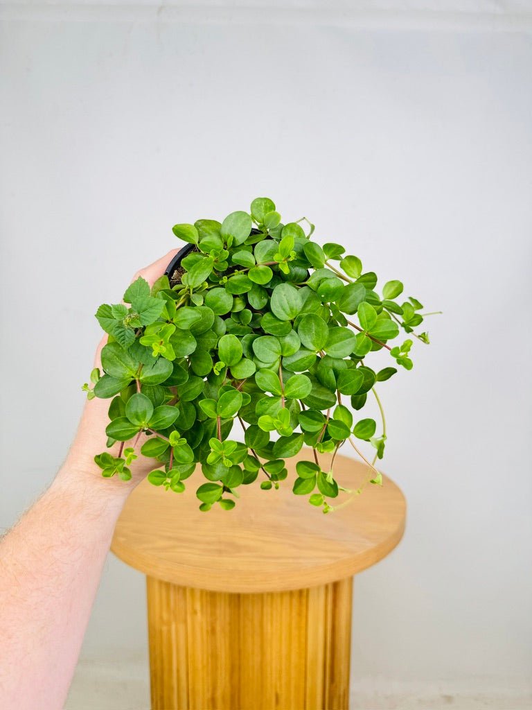 Peperomia Trifolia | Uprooted