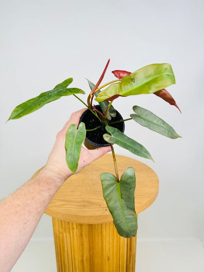 Philodendron Atabapoense | Uprooted