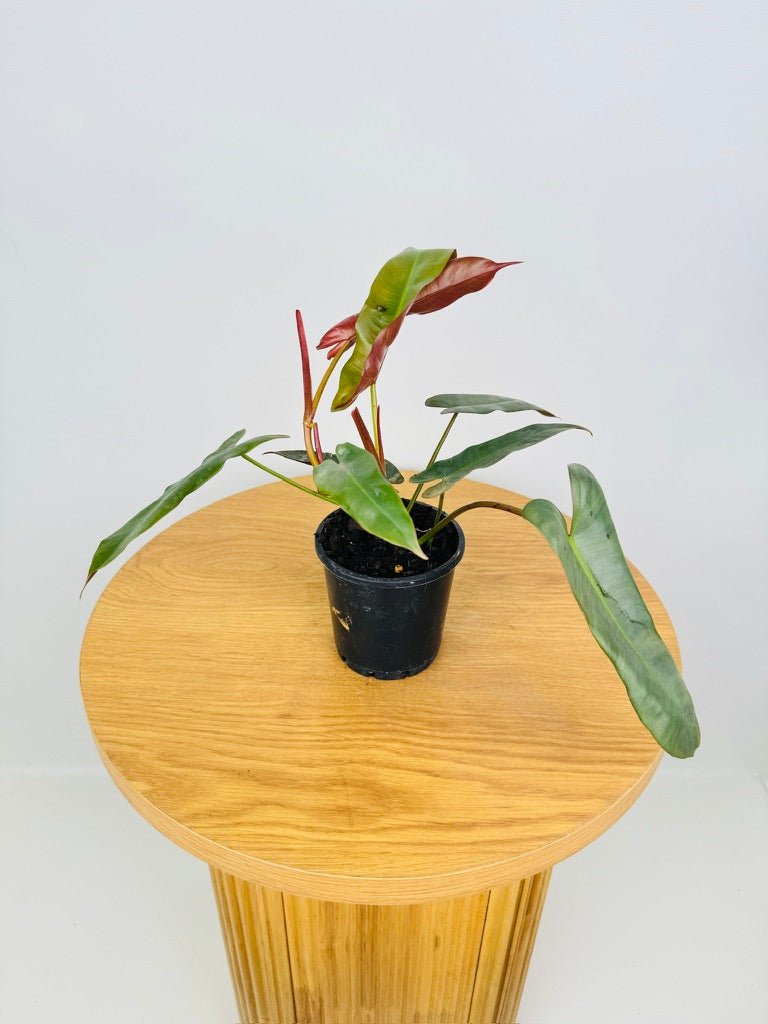 philodendron for sale sydney Philodendron Atabapoense | Uprooted