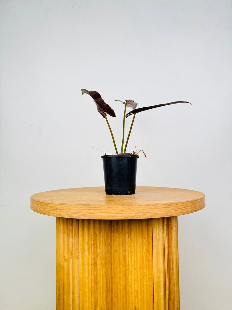Philodendron Atabapoense | Uprooted