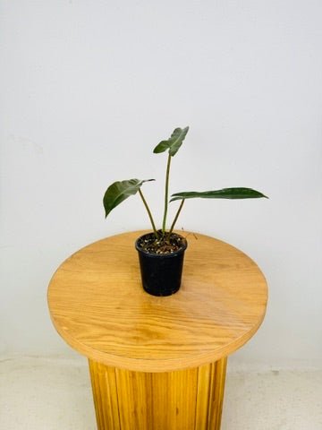 Philodendron Atabapoense | Uprooted