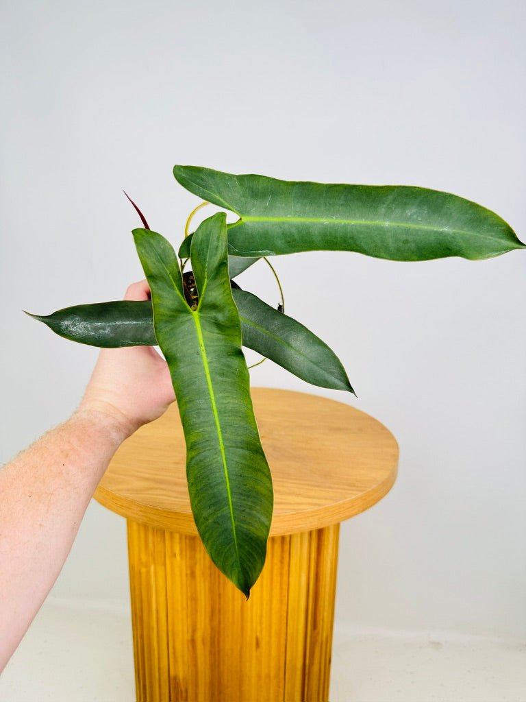 Philodendron Atabapoense Uprooted Buy Plants Online Australia philodendron-atabapoense-uprooted-buy-plants-online-australia