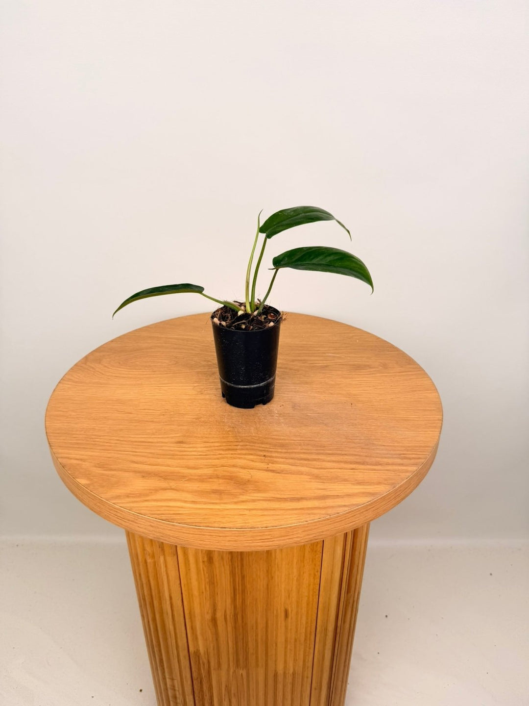 Philodendron Bette Waterbury - Big Ears 69686 | Uprooted