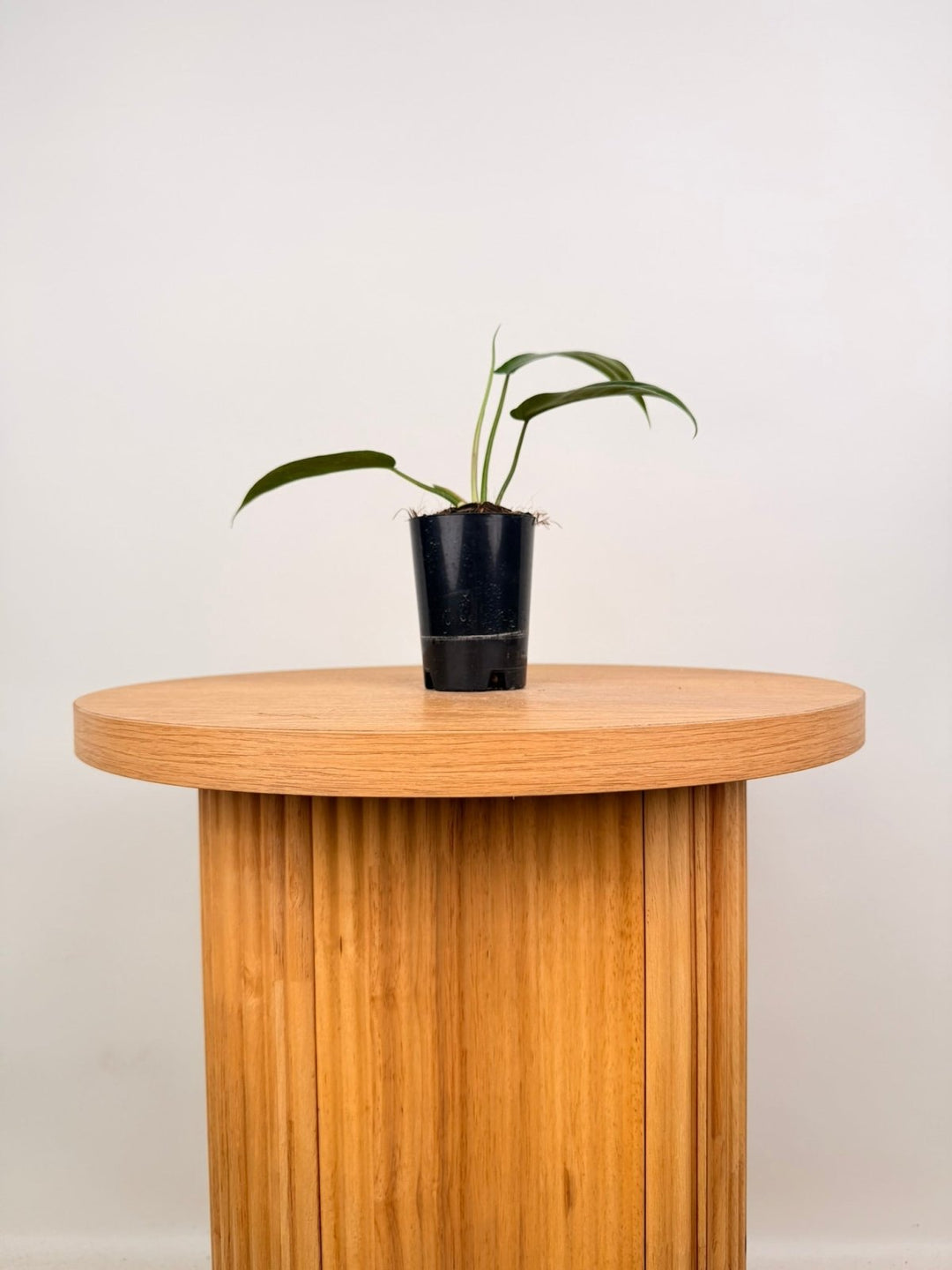 Philodendron Bette Waterbury - Big Ears 69686 | Uprooted
