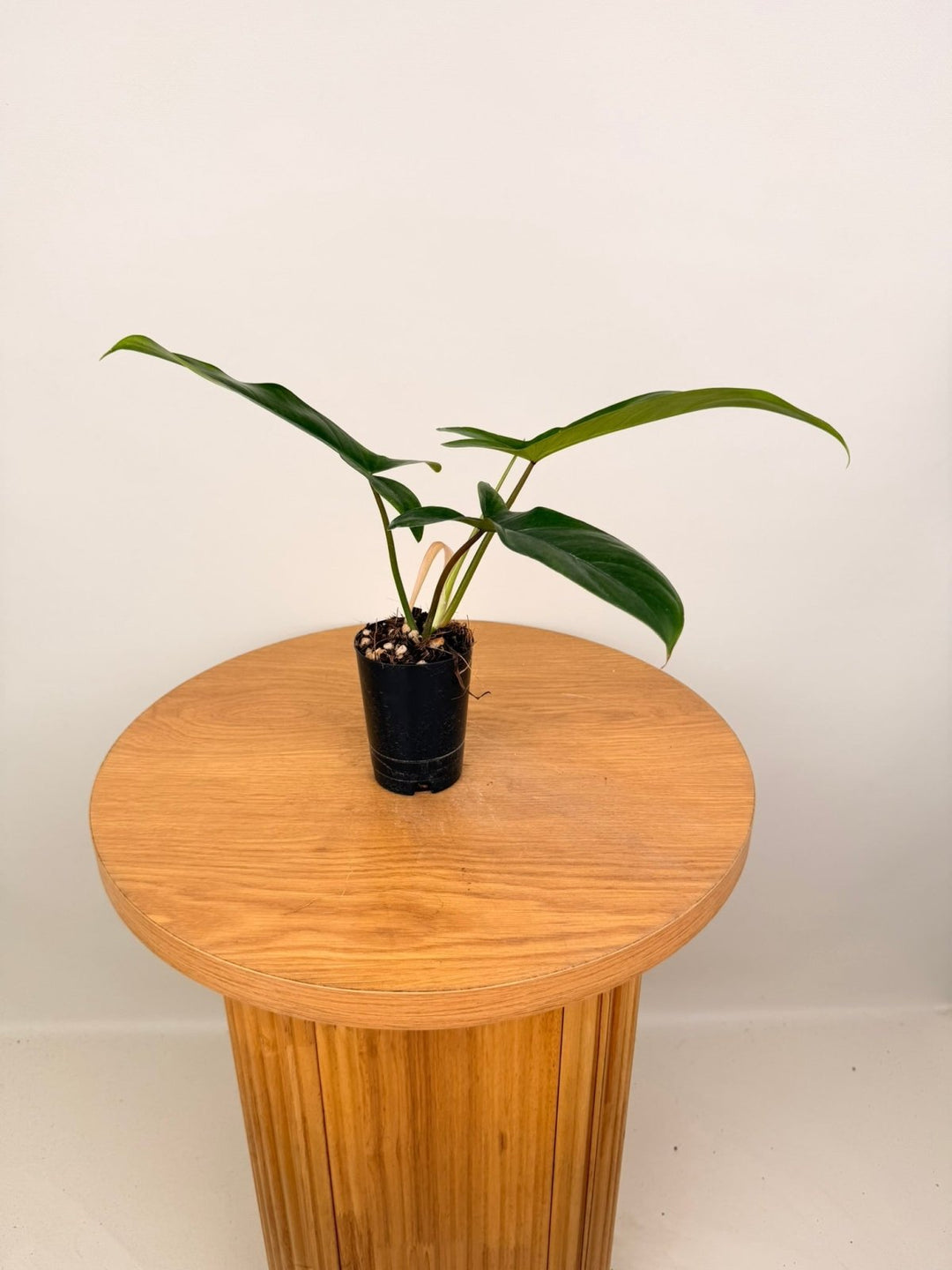 Philodendron Bette Waterbury - Big Ears 69686 | Uprooted