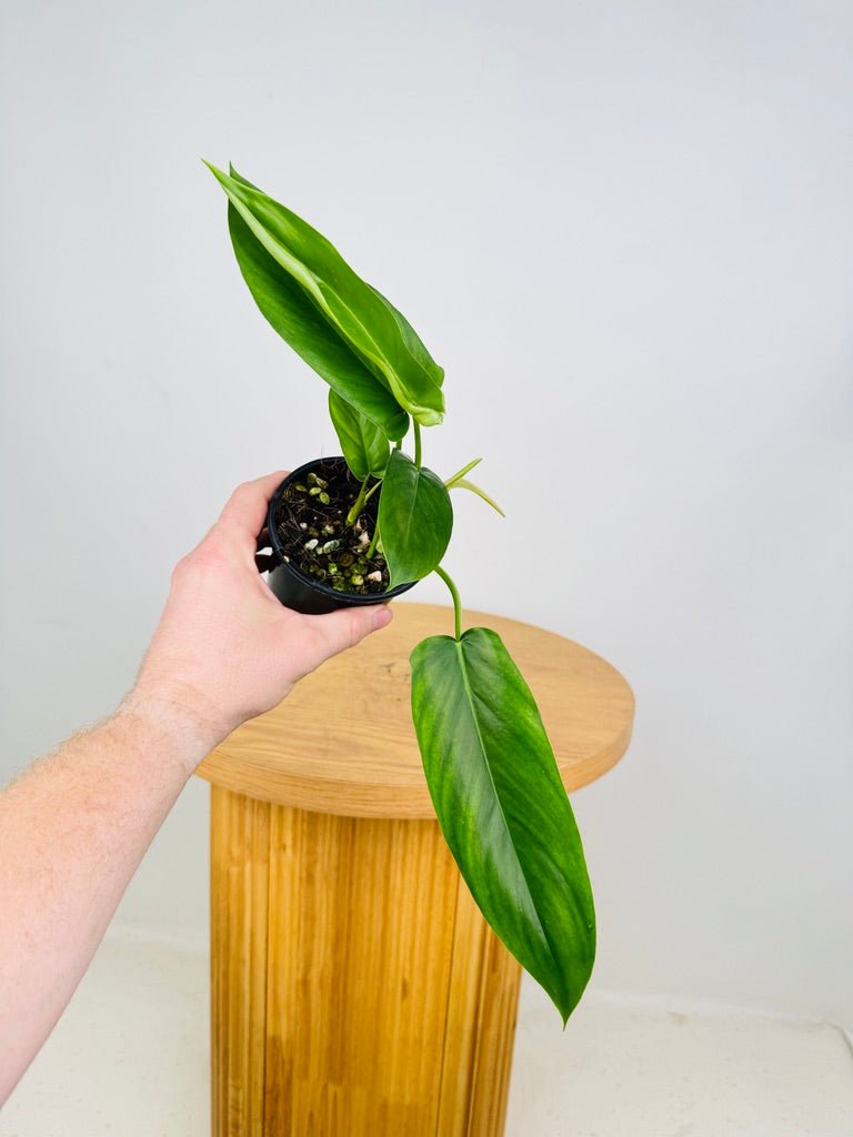 69686 philodendron price Philodendron Big Ears 69686 | Uprooted