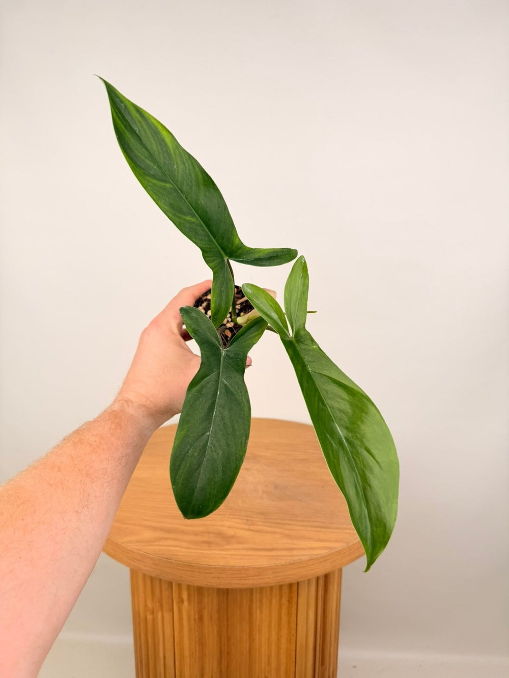 Philodendron Bette Waterbury - Big Ears 69686 | Uprooted