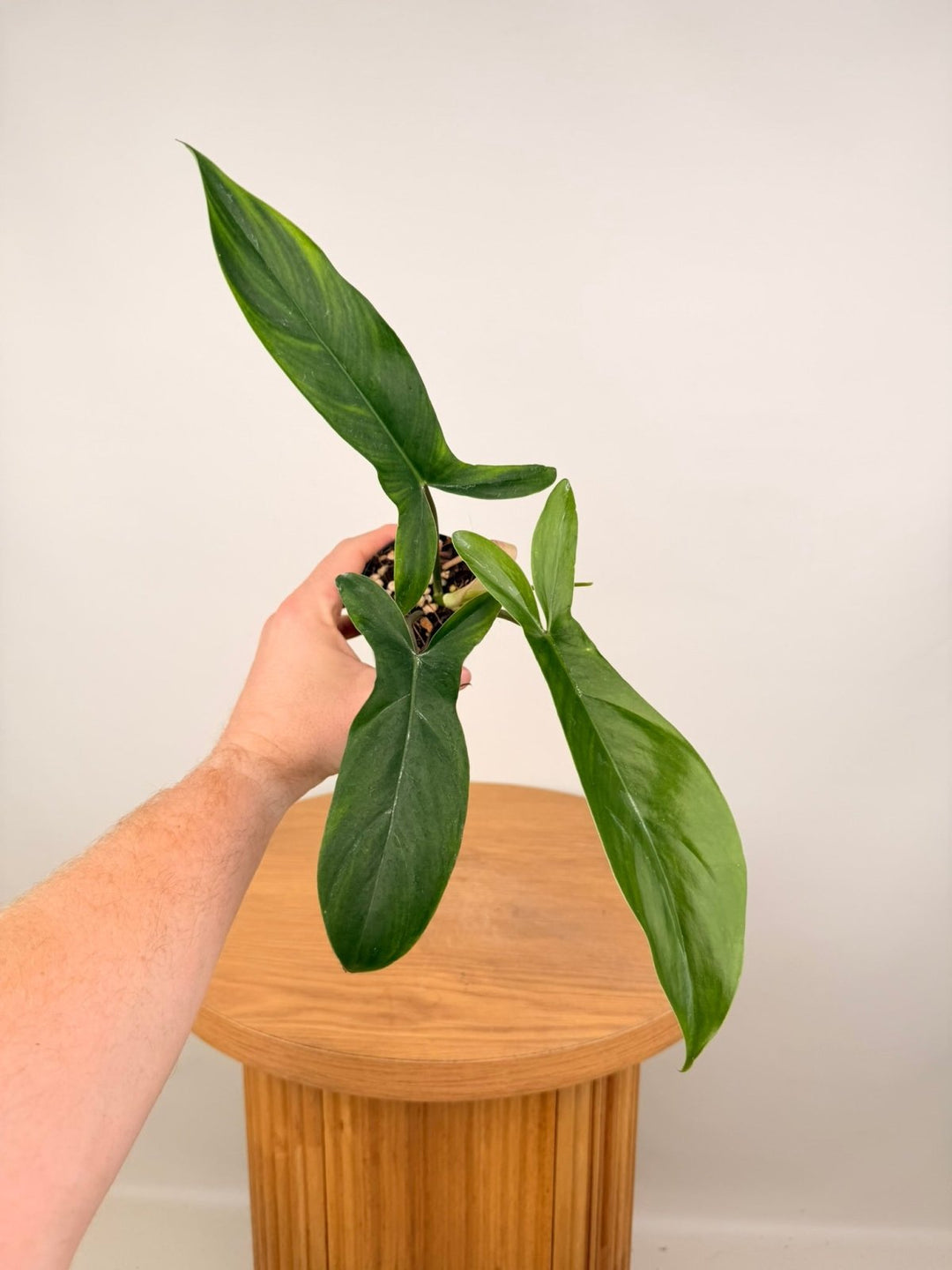 Philodendron Bette Waterbury - Big Ears 69686 | Uprooted