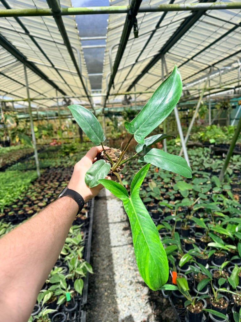 Philodendron Bette Waterbury - Big Ears 69686 | Uprooted