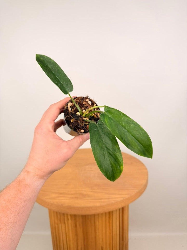 Philodendron Bette Waterbury - Big Ears 69686 | Uprooted