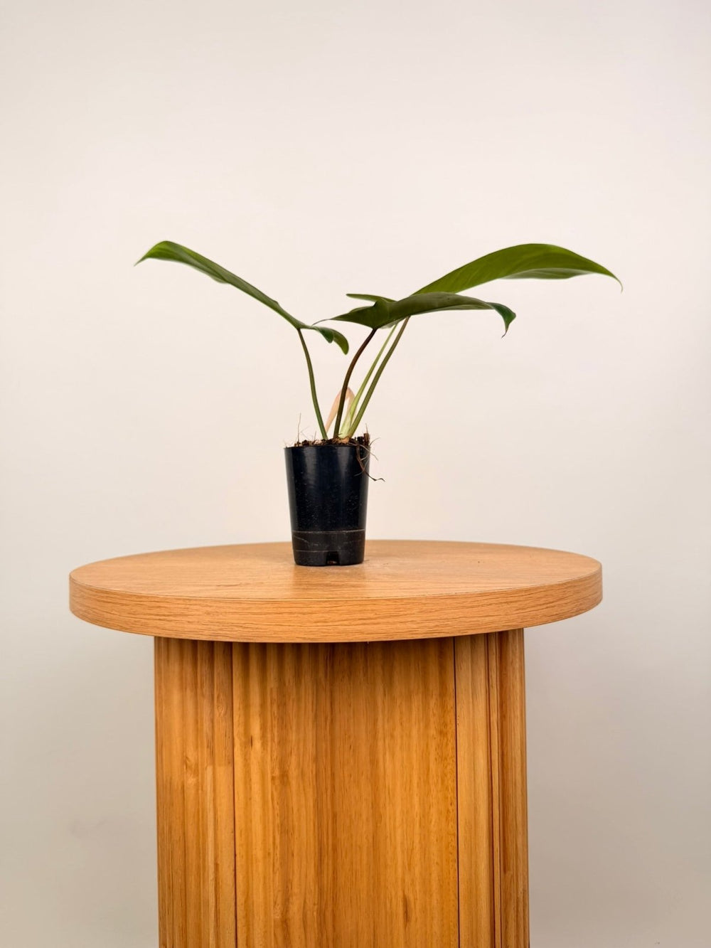 Philodendron Bette Waterbury - Big Ears 69686 | Uprooted