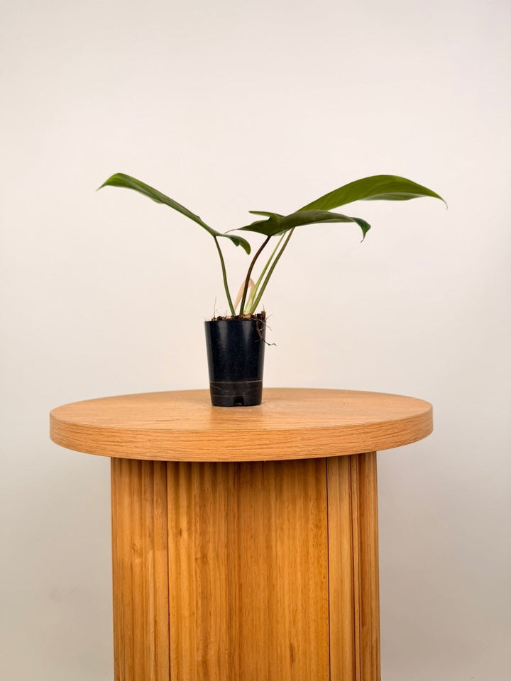Philodendron Bette Waterbury - Big Ears 69686 | Uprooted