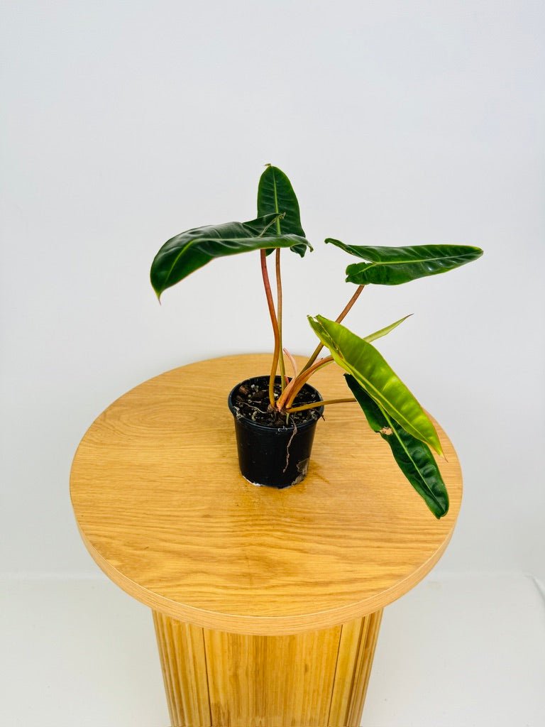 buy philodendron online europe Philodendron Billietiae | Uprooted