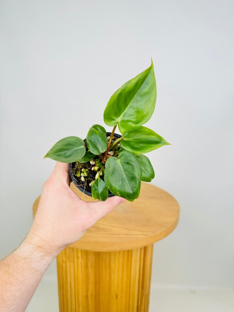 philodendron pastazanum australia Philodendron Billietiae X Pastazanum - Billienum | Uprooted