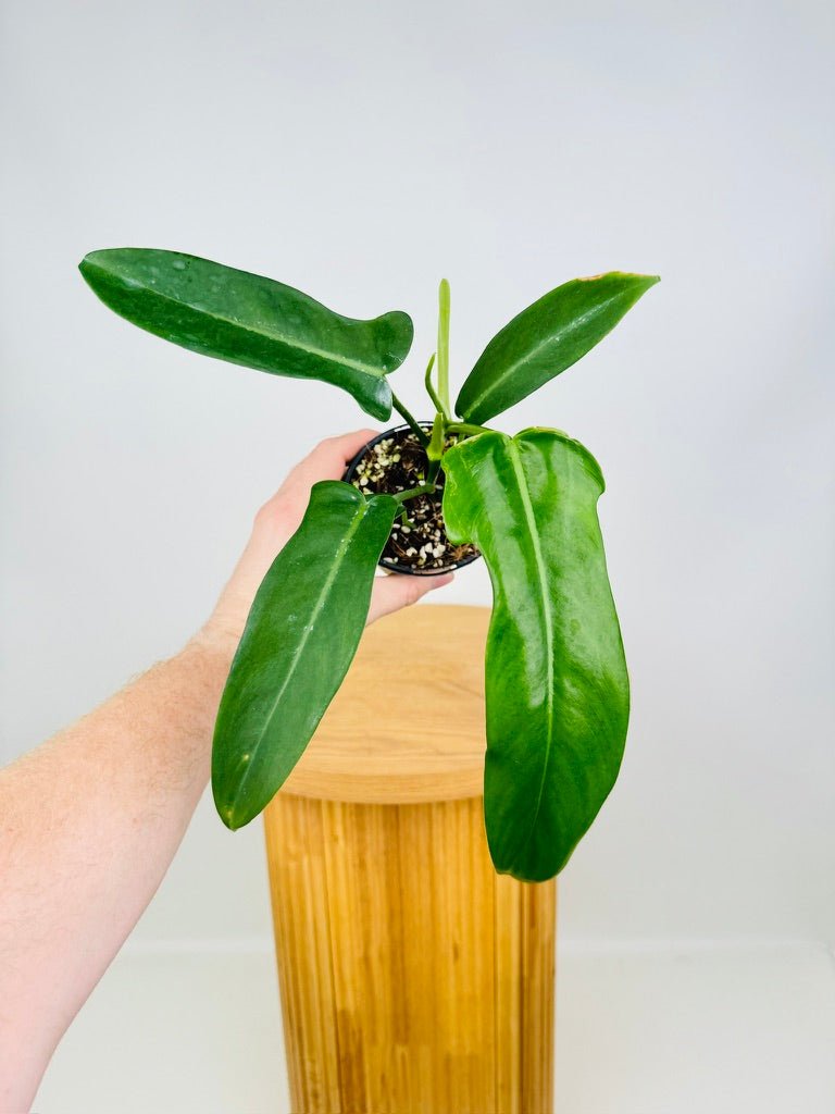 philodendron jerry horne price Philodendron Bipennifolium - Jerry Horne | Uprooted