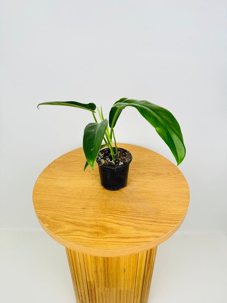 philodendron jerry horne price Philodendron Bipennifolium - Jerry Horne | Uprooted