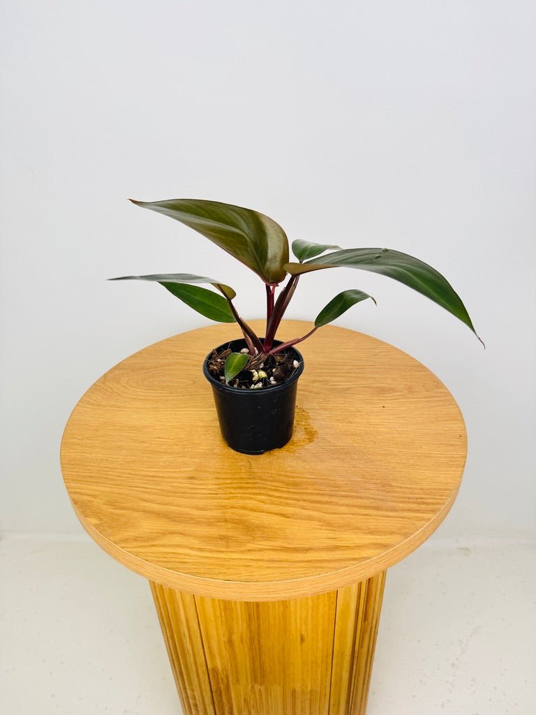 philodendron dark knight Philodendron Black Knight | Uprooted