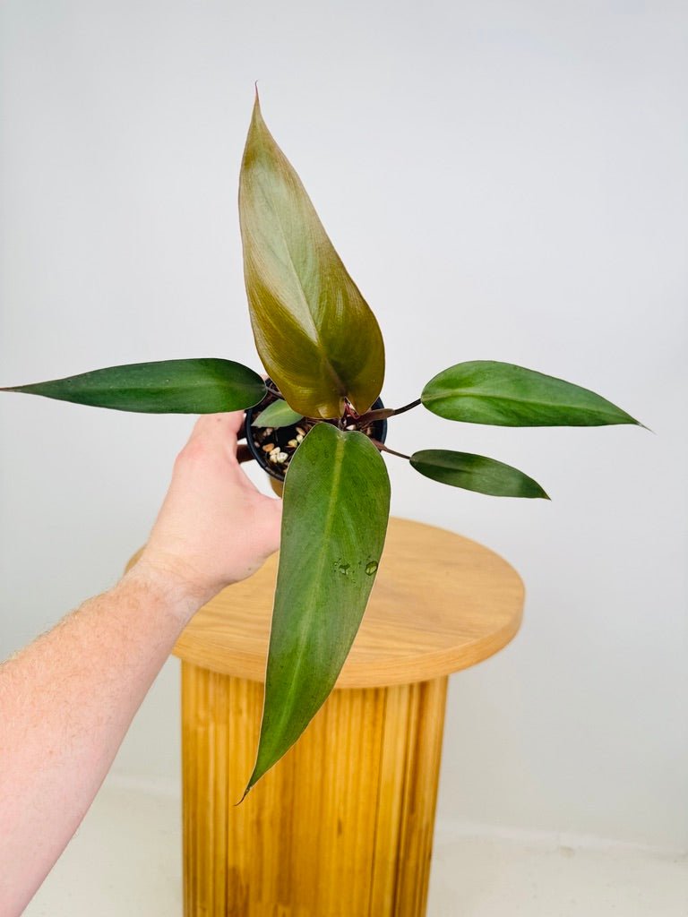 philodendron black knight Philodendron Black Knight | Uprooted
