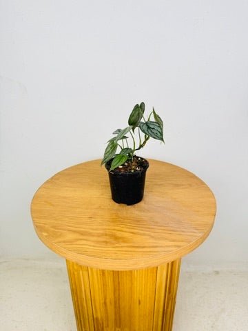 Philodendron Brandtianum | Uprooted