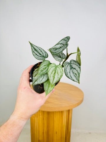 Philodendron Brandtianum | Uprooted