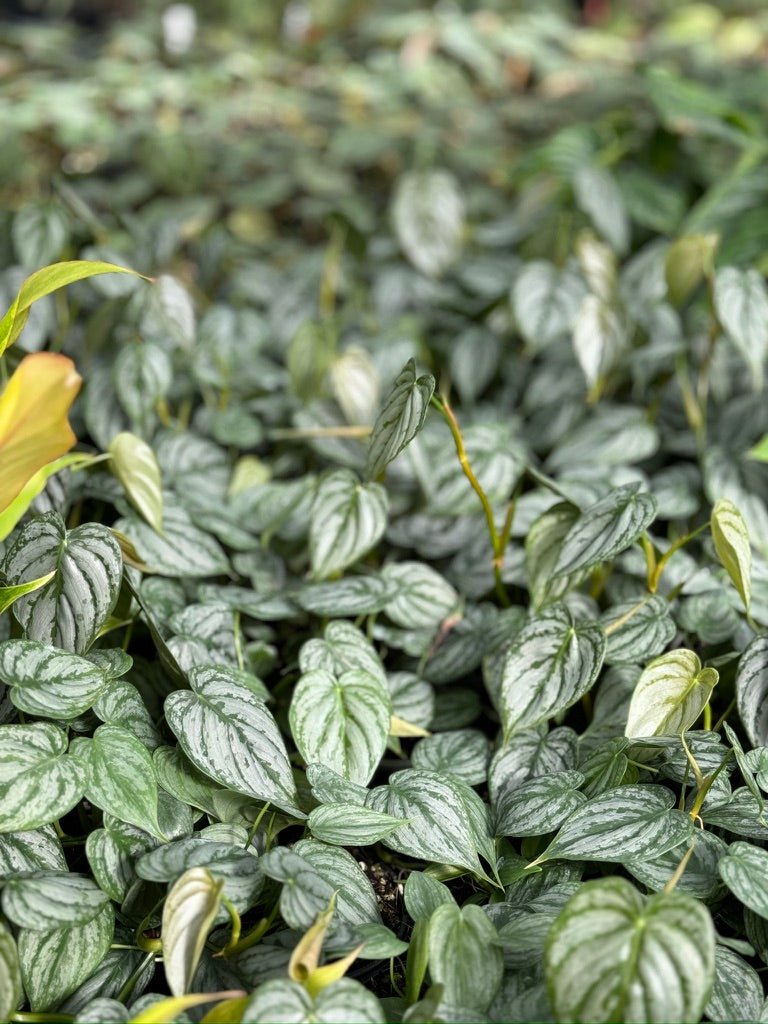 philodendron brandi australia Philodendron Brandtianum | Uprooted
