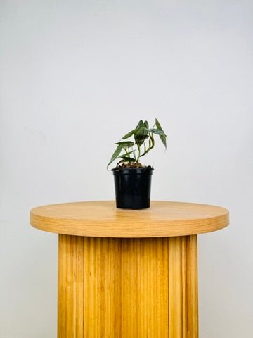 Philodendron Brandtianum | Uprooted