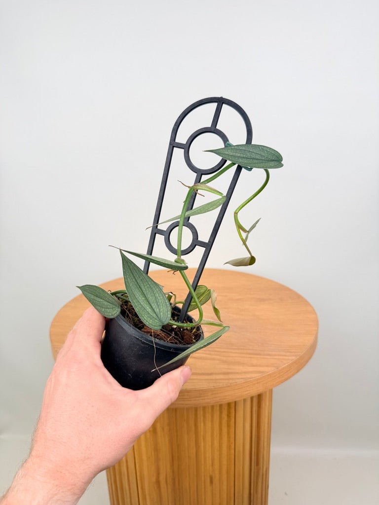 Philodendron Burle Marx Fantasy | Uprooted