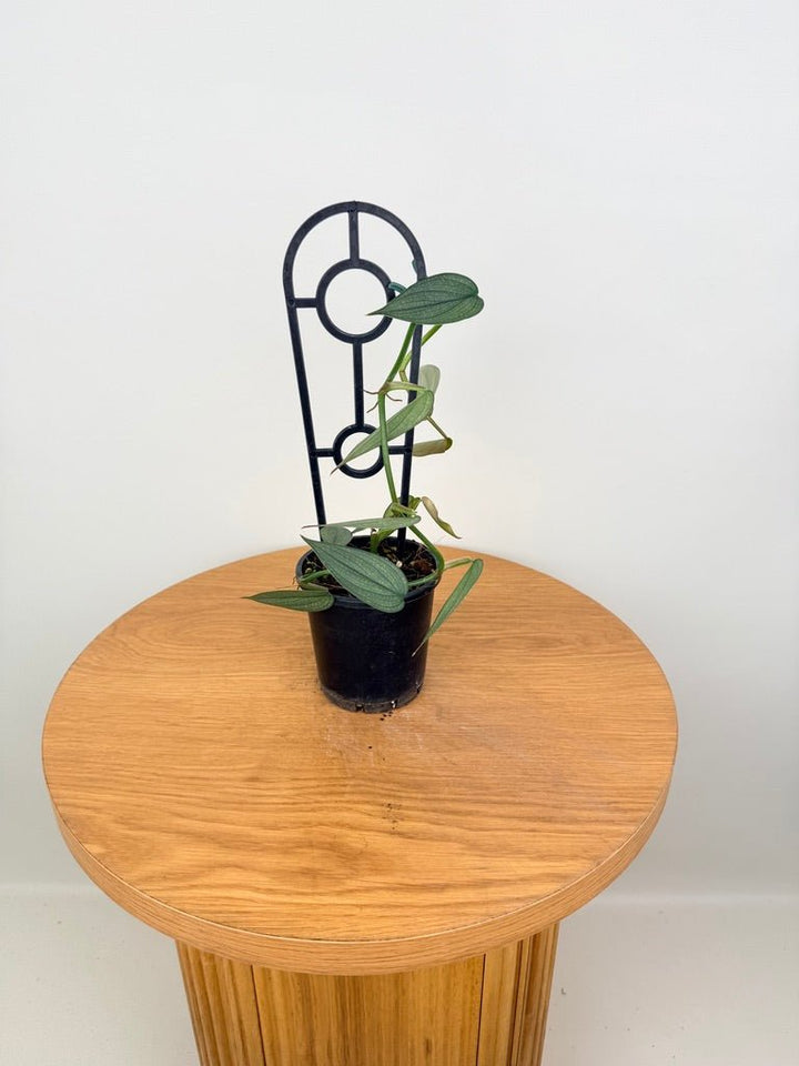 Philodendron Burle Marx Fantasy | Uprooted