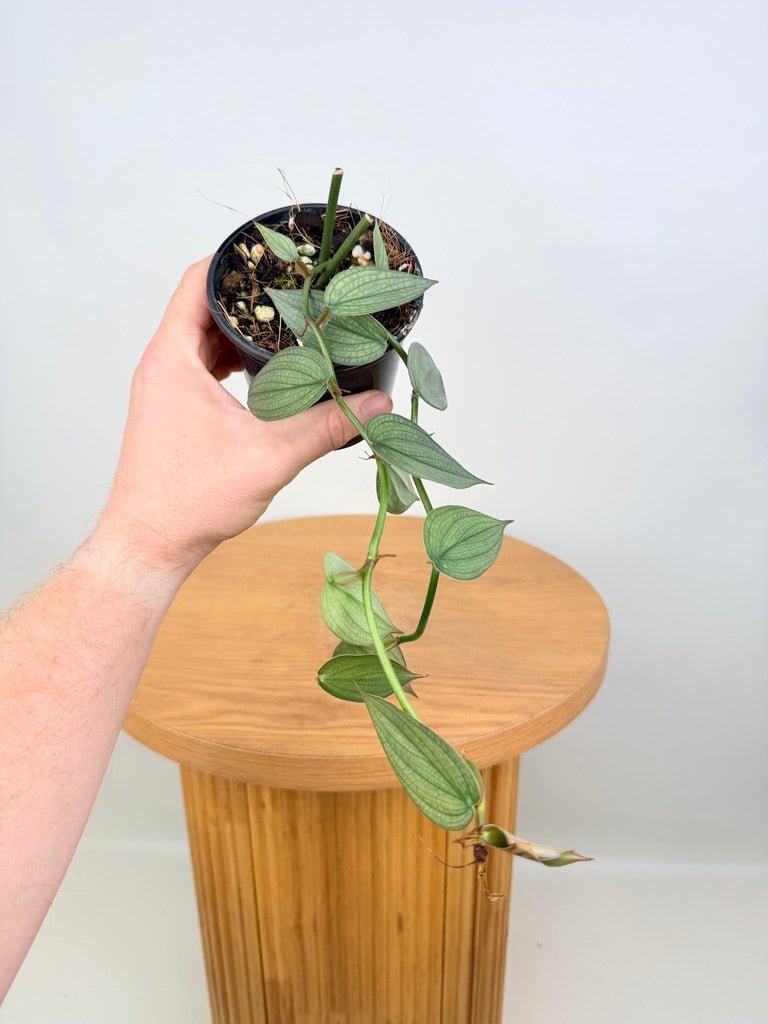 Philodendron Burle Marx Fantasy | Uprooted