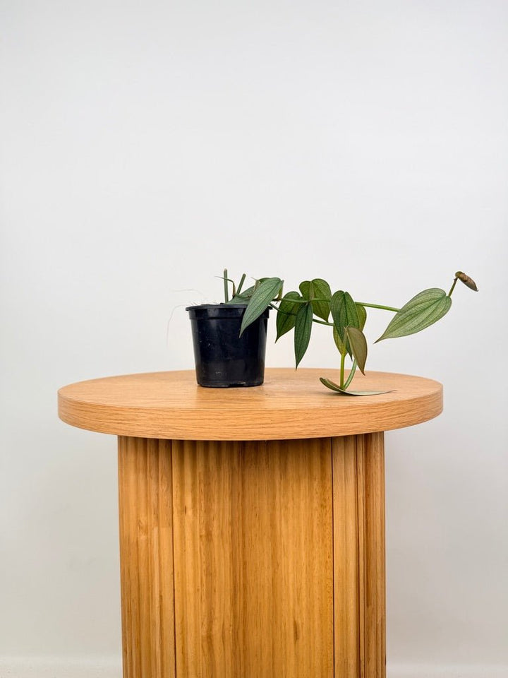 Philodendron Burle Marx Fantasy | Uprooted