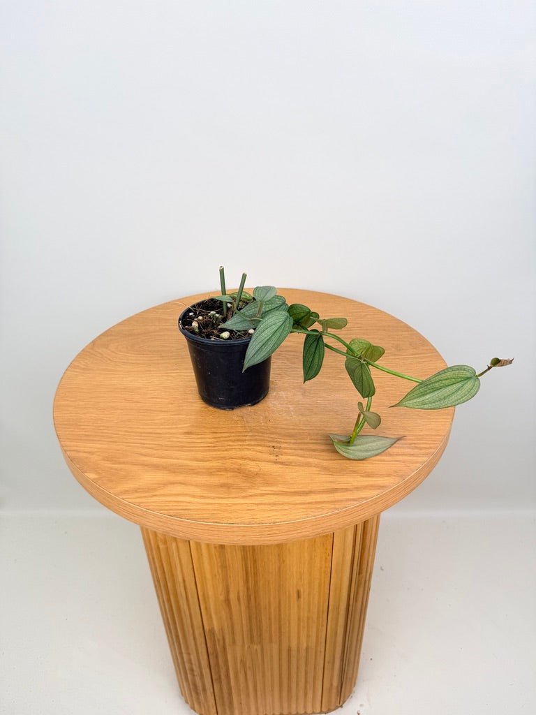 Philodendron Burle Marx Fantasy | Uprooted