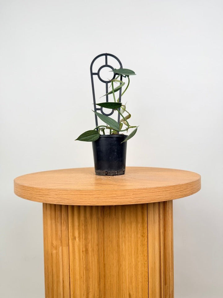 Philodendron Burle Marx Fantasy | Uprooted