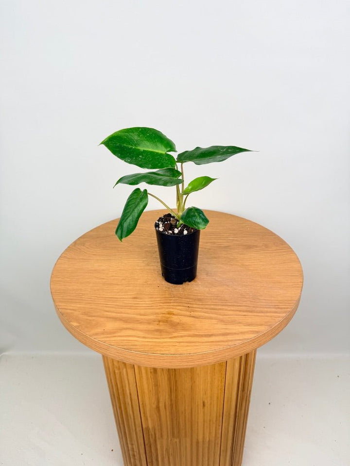 Philodendron Burle Marx | Uprooted