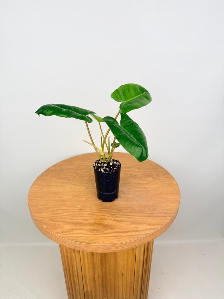 Philodendron Burle Marx | Uprooted