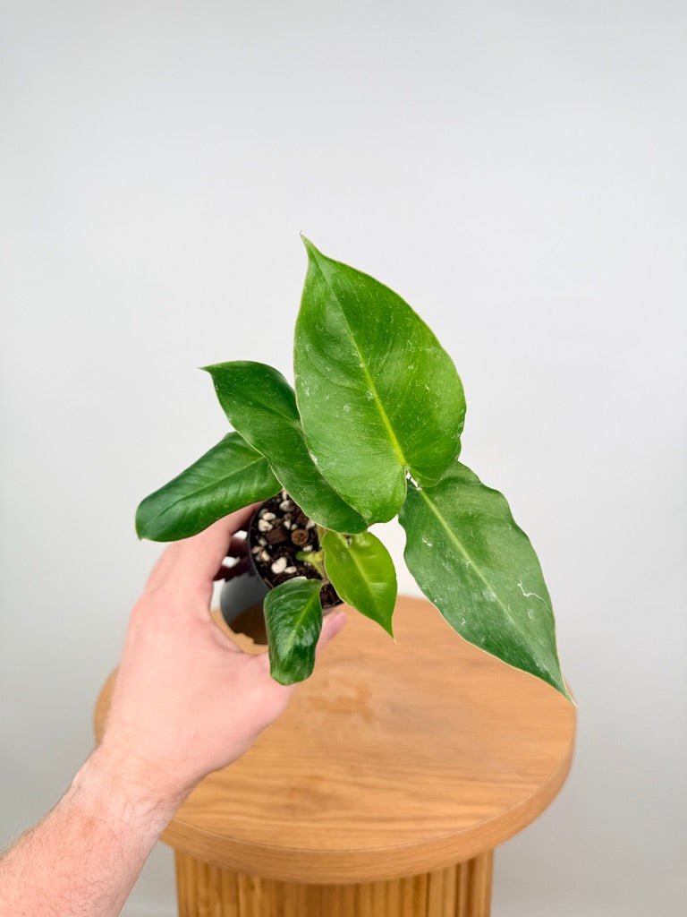 Philodendron Burle Marx | Uprooted