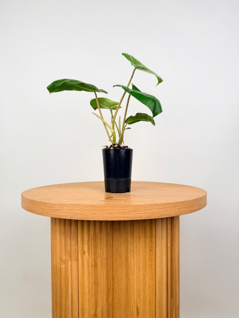 Philodendron Burle Marx | Uprooted