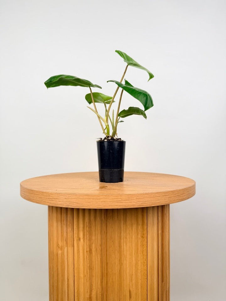 Philodendron Burle Marx | Uprooted