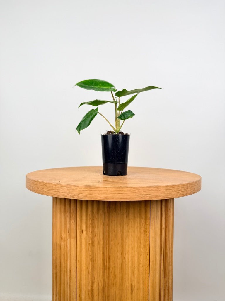 Philodendron Burle Marx | Uprooted