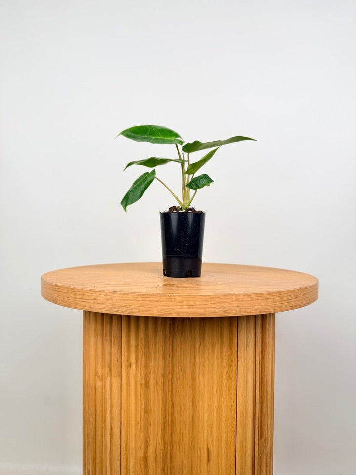 Philodendron Burle Marx | Uprooted