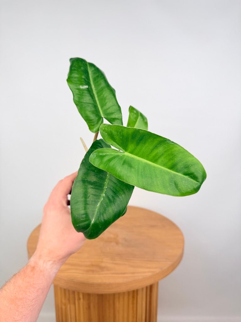 Philodendron Burle Marx | Uprooted