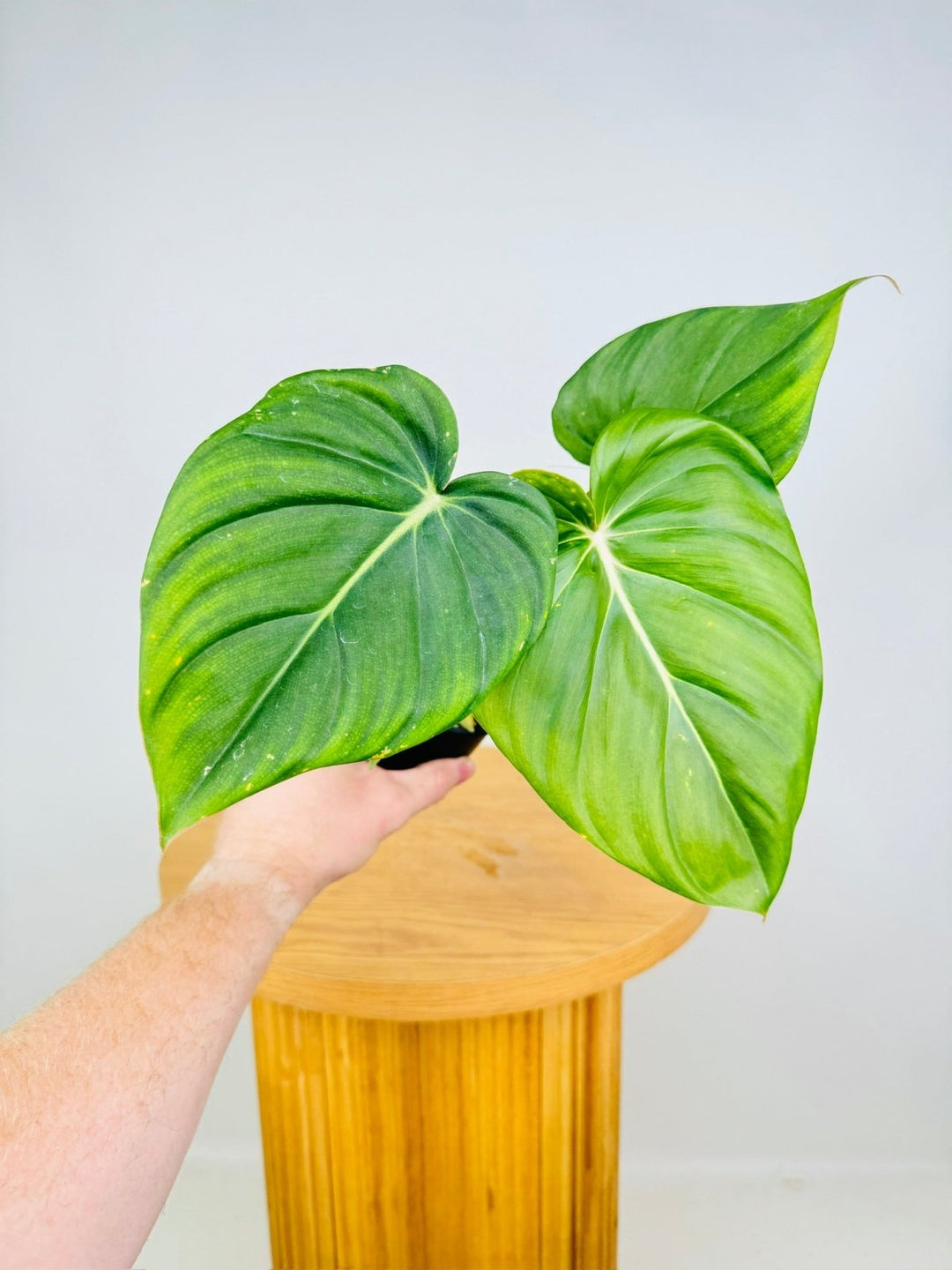 Philodendron Dean McDowell - Damaged foliage | Uprooted