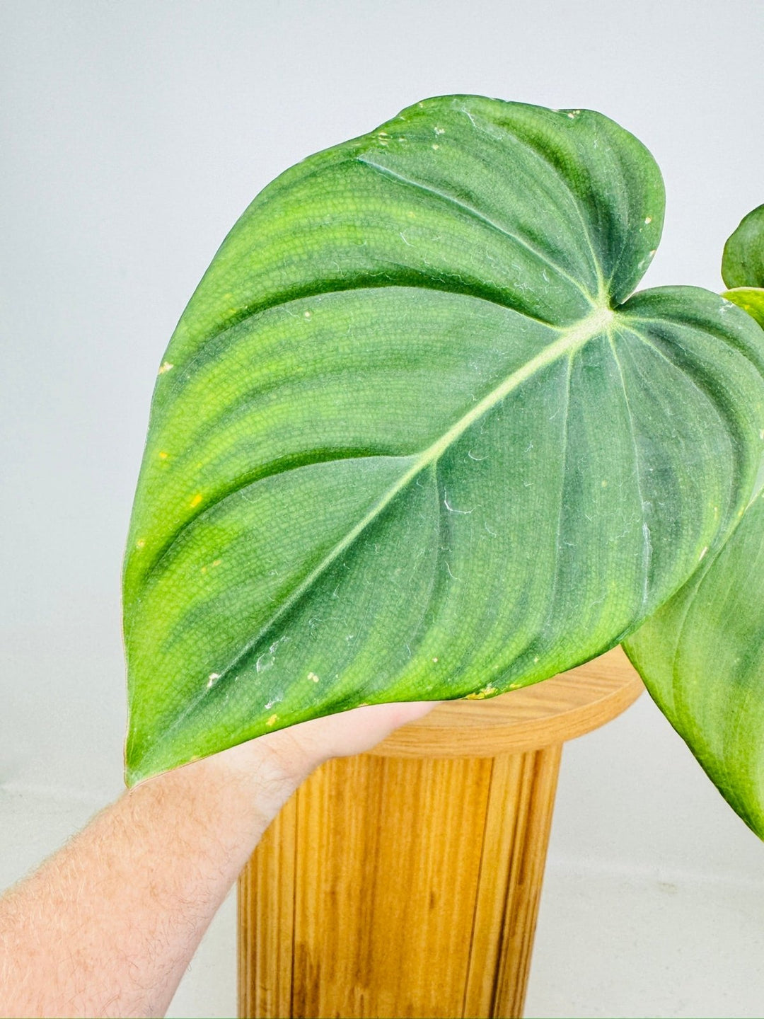 Philodendron Dean McDowell - Damaged foliage | Uprooted