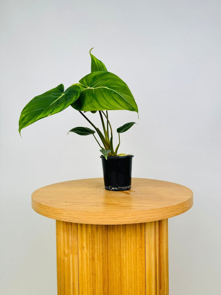 Philodendron Dean McDowell - Damaged foliage | Uprooted