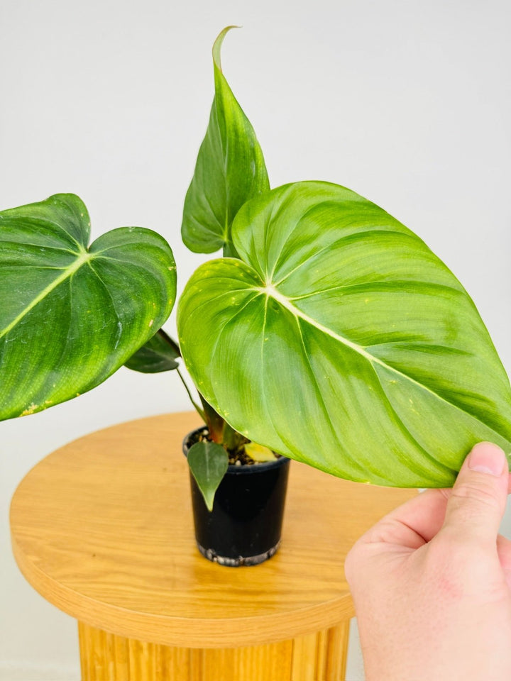 Philodendron Dean McDowell - Damaged foliage | Uprooted