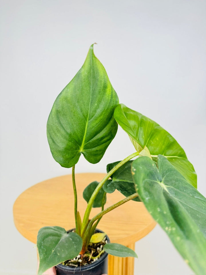 Philodendron Dean McDowell - Damaged foliage | Uprooted
