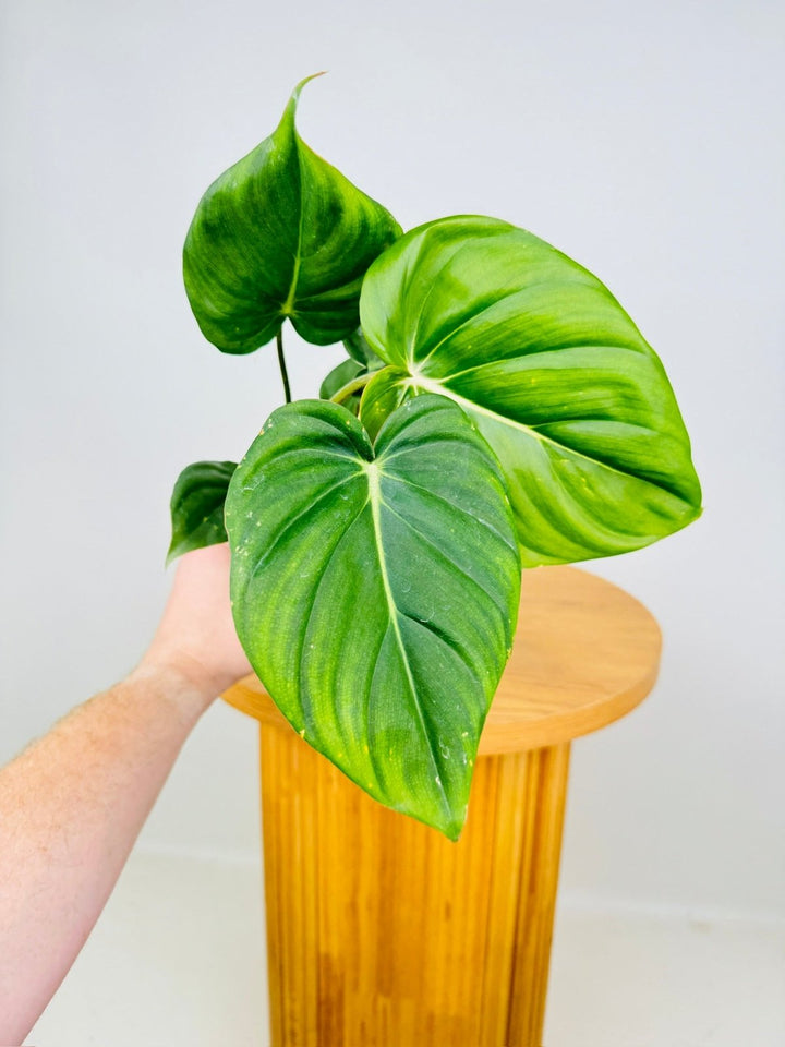 Philodendron Dean McDowell - Damaged foliage | Uprooted
